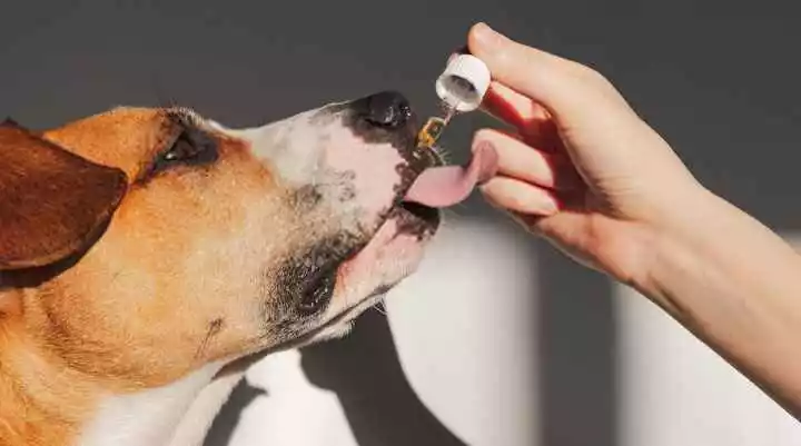 CBD For Dogs Is It Safe Enough